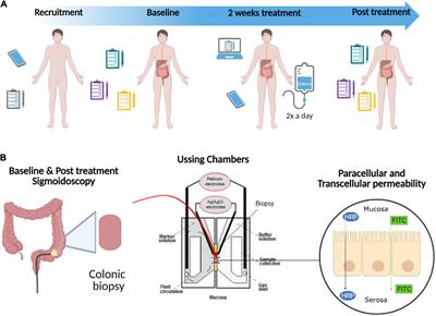 A postbiotic fermented oat gruel may have a beneficial effect on the colonic mucosal barrier in patients with irritable bowel syndrome